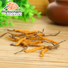 Hot selling cordyceps militaris powder Enhance immunity